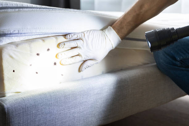 Best Wasp Removal Services  in South Fulton, TN