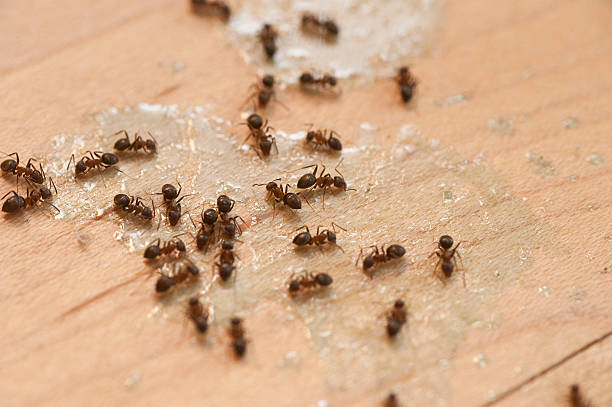 Best Residential Pest Control  in South Fulton, TN