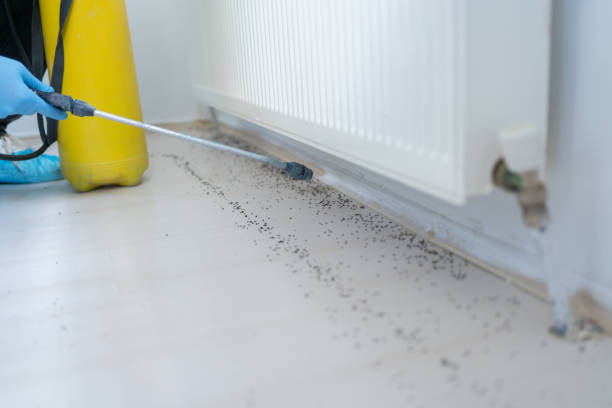 Best Affordable Pest Control Services  in South Fulton, TN